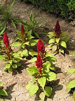 Celosia argentea plumosa 'Fresh Look Red' (1) (Photo F. Mrugala)